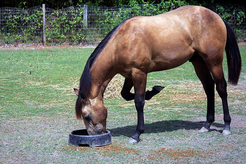Pasze dla koni, jak żywić konie?