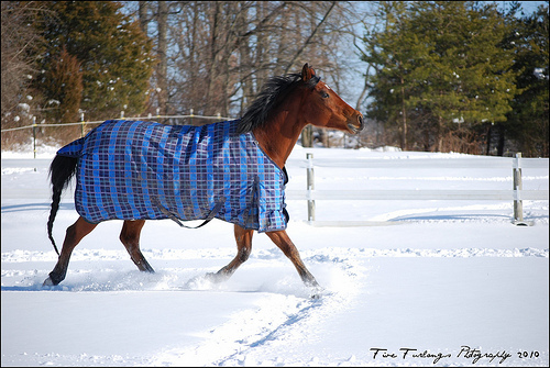 Derka zimowa dla konia